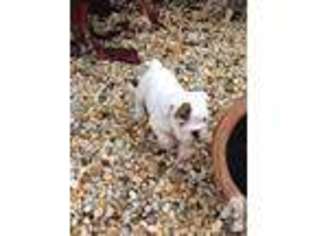 Bulldog Puppy for sale in RUSKIN, FL, USA