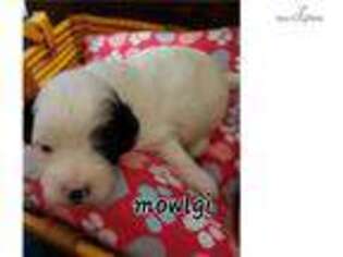 Shih-Poo Puppy for sale in Gainesville, FL, USA
