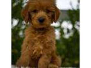 Goldendoodle Puppy for sale in San Francisco, CA, USA