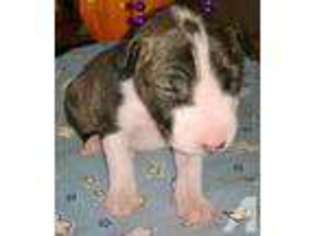 Bull Terrier Puppy for sale in PRINCETON, IN, USA