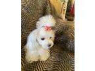 Maltese Puppy for sale in Rancho Cucamonga, CA, USA