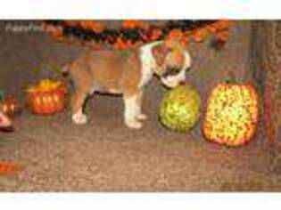 Boxer Puppy for sale in Fairmont, NC, USA