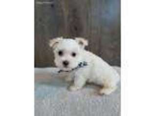 Maltese Puppy for sale in Arthur, IL, USA