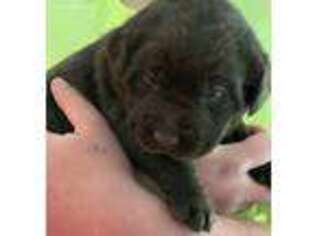 Labrador Retriever Puppy for sale in Bedford, VA, USA