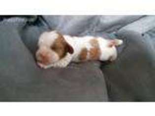 Cavalier King Charles Spaniel Puppy for sale in Folsom, CA, USA