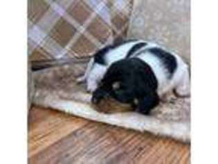 Dachshund Puppy for sale in Loganville, GA, USA