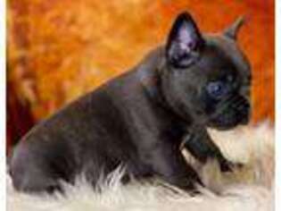 French Bulldog Puppy for sale in Mount Vernon, IL, USA