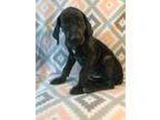 Great Dane Puppy for sale in Four Oaks, NC, USA