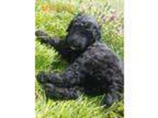 Mutt Puppy for sale in Dongola, IL, USA