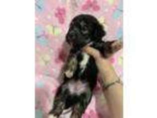 Havanese Puppy for sale in Seattle, WA, USA