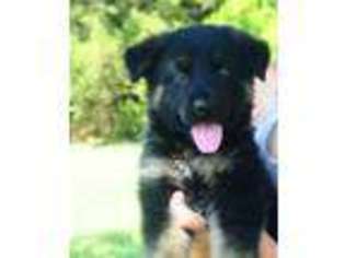 German Shepherd Dog Puppy for sale in Wichita, KS, USA