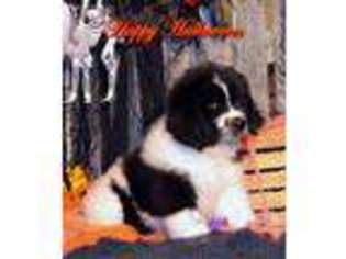 Newfoundland Puppy for sale in Kimball, SD, USA