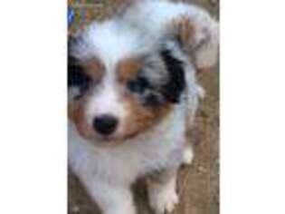 Miniature Australian Shepherd Puppy for sale in Voluntown, CT, USA
