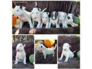 Bull Terrier Puppy for sale in Napa, CA, USA