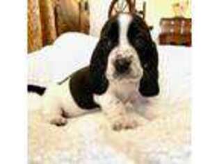 Basset Hound Puppy for sale in Russellville, KY, USA
