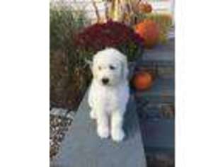 Goldendoodle Puppy for sale in Johnston, RI, USA