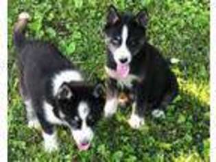 Siberian Husky Puppy for sale in Woodbine, KY, USA