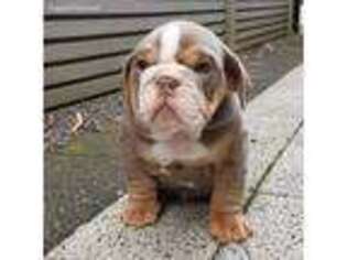 Bulldog Puppy for sale in Ellington, CT, USA