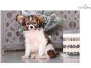 Papillon Puppy for sale in Columbus, OH, USA