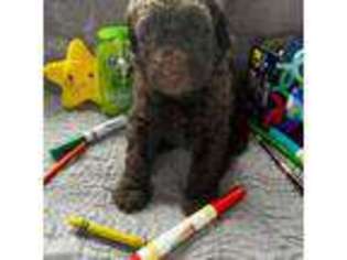 Labradoodle Puppy for sale in Wimberley, TX, USA