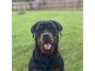 Rottweiler Puppy for sale in New Braunfels, TX, USA