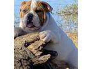 Bulldog Puppy for sale in Ranger, TX, USA