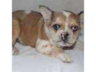 French Bulldog Puppy for sale in Mc Intire, IA, USA