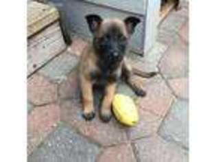 Belgian Malinois Puppy for sale in Waukegan, IL, USA