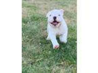 Bulldog Puppy for sale in Van Wert, OH, USA