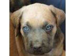Cane Corso Puppy for sale in Streator, IL, USA