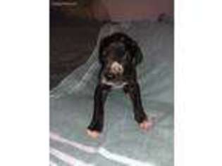 Great Dane Puppy for sale in Caddo Mills, TX, USA
