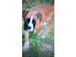 Boxer Puppy for sale in Locust Grove, GA, USA