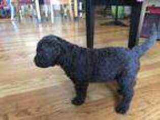 Labradoodle Puppy for sale in Munster, IN, USA
