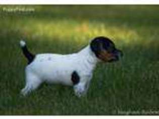 Jack Russell Terrier Puppy for sale in Blairstown, NJ, USA