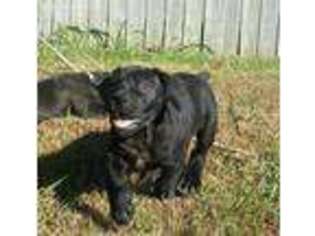 Boerboel Puppy for sale in Greeneville, TN, USA