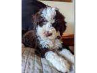 Portuguese Water Dog Puppy for sale in Cave Creek, AZ, USA