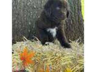Newfoundland Puppy for sale in Lenoir, NC, USA