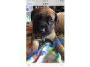 Mastiff Puppy for sale in Simi Valley, CA, USA
