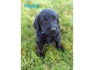 Labradoodle Puppy for sale in Colville, WA, USA