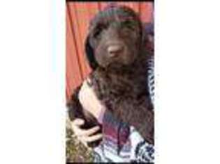 Labradoodle Puppy for sale in Barron, WI, USA