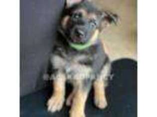 German Shepherd Dog Puppy for sale in Liberty Hill, TX, USA