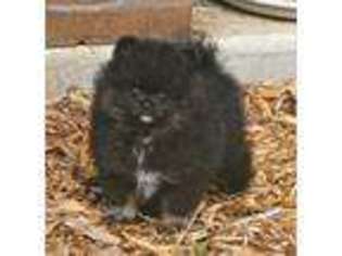 Pomeranian Puppy for sale in Bella Vista, AR, USA