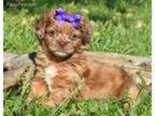 Mutt Puppy for sale in Park City, KY, USA