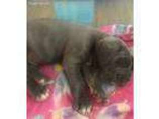 Neapolitan Mastiff Puppy for sale in Reynoldsburg, OH, USA