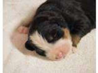 Bernese Mountain Dog Puppy for sale in Worthington, IN, USA