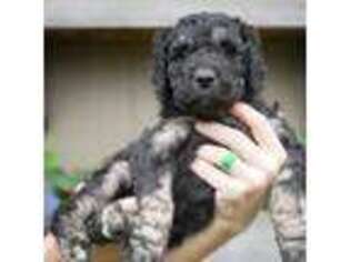 Goldendoodle Puppy for sale in Lakewood, WA, USA