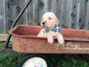 Goldendoodle Puppy for sale in Cedar Hill, TX, USA