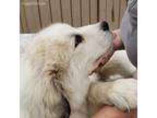 Great Pyrenees Puppy for sale in Wright City, MO, USA