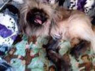 Pekingese Puppy for sale in Butte, MT, USA