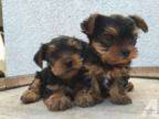 Yorkshire Terrier Puppy for sale in BELLFLOWER, CA, USA
